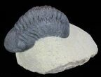 Bargain, Reedops Trilobite - Atchana, Morocco #62074-1